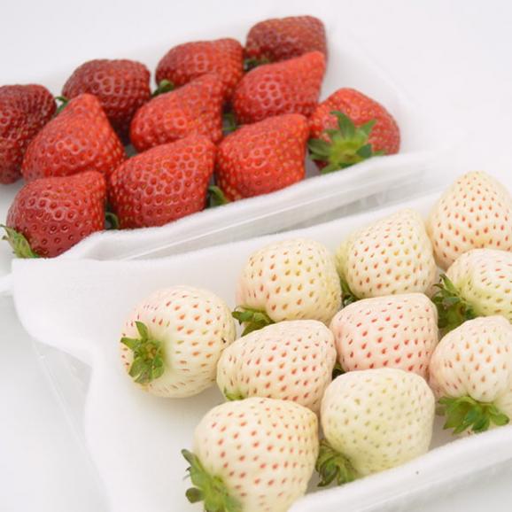 天使のいちごといちご姫 紅白詰め合わせ(約270g×2パック)03