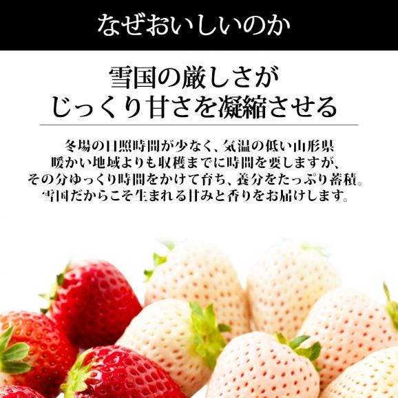 2026年完売】2027年1月頃～予約開始予定|天使のいちごといちご姫 紅白