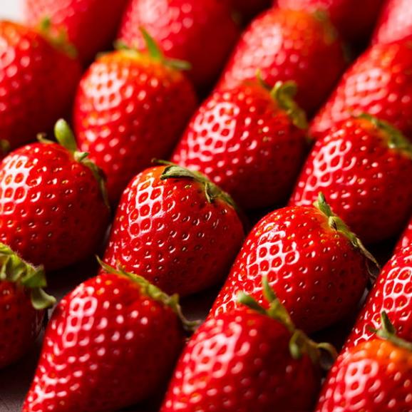 【旅する特産品】MIGAKI-ICHIGO／宮城県産いちご ミガキイチゴ レギュラー(250g&times;2パック)03