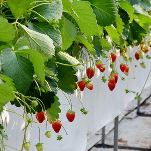 【旅する特産品】MIGAKI-ICHIGO／宮城県産いちご ミガキイチゴ レギュラー(250g&times;4パック)05