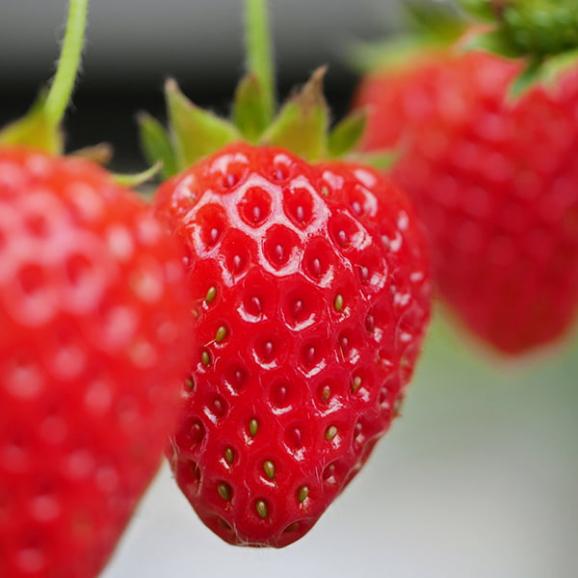 【旅する特産品】MIGAKI-ICHIGO／宮城県産いちご ミガキイチゴ シルバー(320g&times;2パック)【4月～5月出荷】05