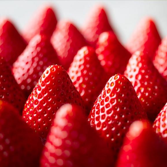 【旅する特産品】MIGAKI-ICHIGO／宮城県産いちご ミガキイチゴ レギュラー(250g&times;4パック)【4月～5月出荷】03