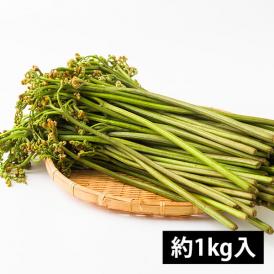 予約受付中：5月中旬頃より発送予定|朝穫り山菜 わらび 約1kg