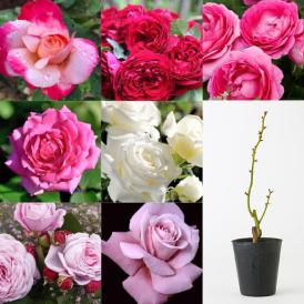 食用バラの苗（品種おまかせ）／ナカイローズファーム