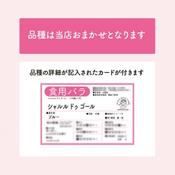 食用バラの苗（品種おまかせ）／ナカイローズファーム02