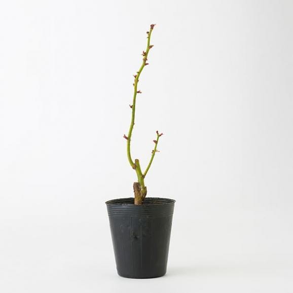 食用バラの苗（品種おまかせ）／ナカイローズファーム03