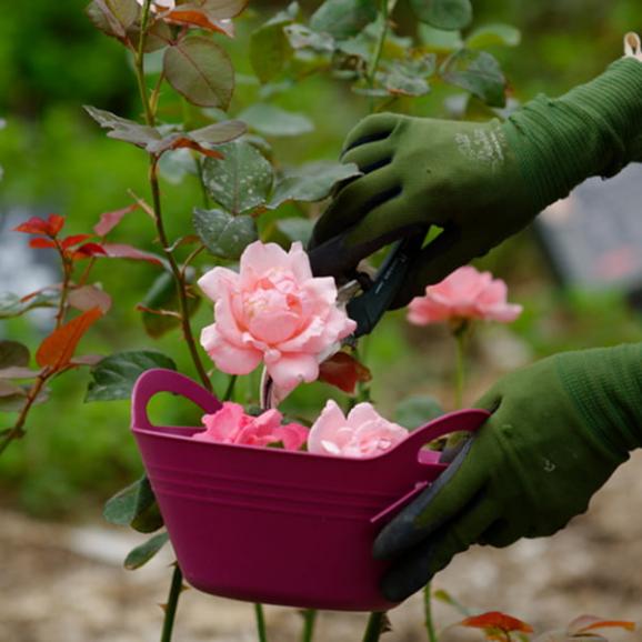食用バラ用の肥料／ナカイローズファーム02