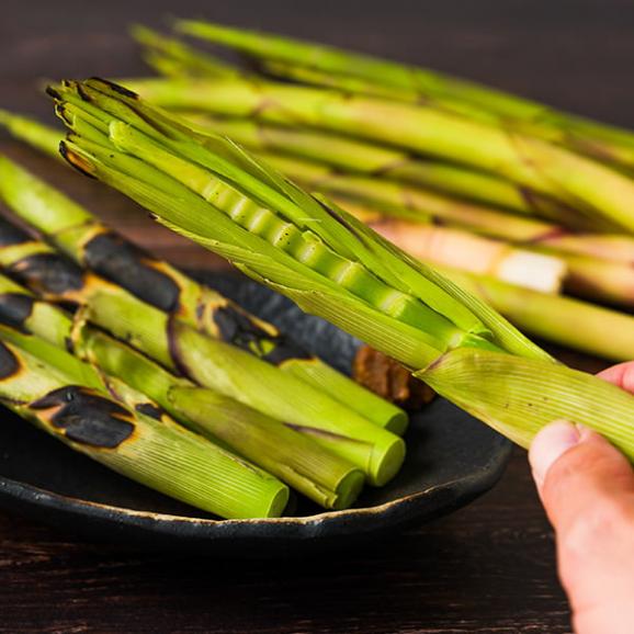 予約受付中：5月中旬頃より発送予定|朝穫り山菜 細竹(根曲がり筍)約1kg03