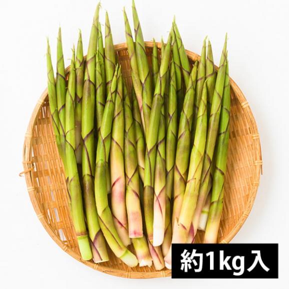 予約受付中：5月中旬頃より発送予定|朝穫り山菜 細竹(根曲がり筍)約1kg04