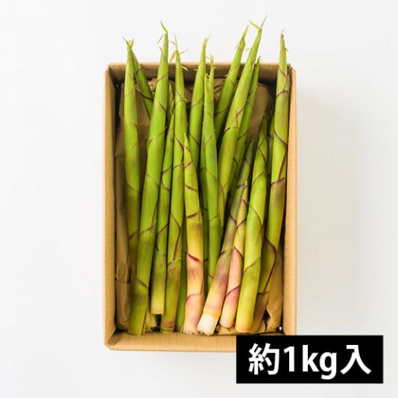 予約受付中：5月中旬頃より発送予定|朝穫り山菜 細竹(根曲がり筍)約1kg05