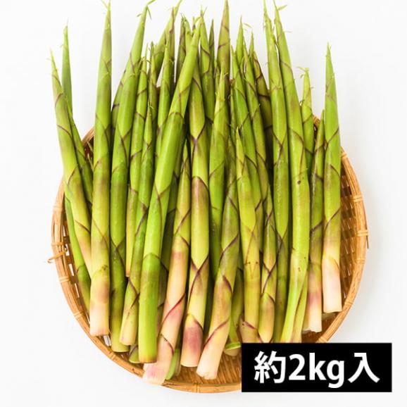 予約受付中：5月中旬頃より発送予定|朝穫り山菜 細竹(根曲がり筍)約2kg04
