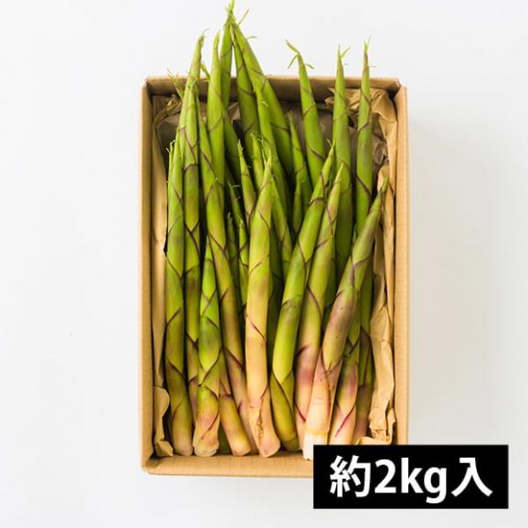 予約受付中：5月中旬頃より発送予定|朝穫り山菜 細竹(根曲がり筍)約2kg05