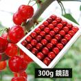 予約受付中：6月下旬頃より発送予定|山形県産さくらんぼ紅秀峰300g鏡詰特秀2Lサイズ