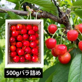 予約受付中：6月中旬頃より発送予定|徳一さくらんぼ佐藤錦500gバラ詰Lサイズ以上