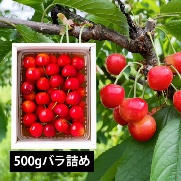 予約受付中：6月中旬頃より発送予定|徳一さくらんぼ佐藤錦500gバラ詰Lサイズ以上01