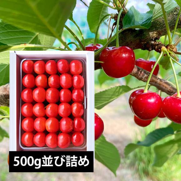 【2026年完売】2027年4月頃～予約開始予定|徳一さくらんぼ紅秀峰500g並び詰2Lサイズ以上01