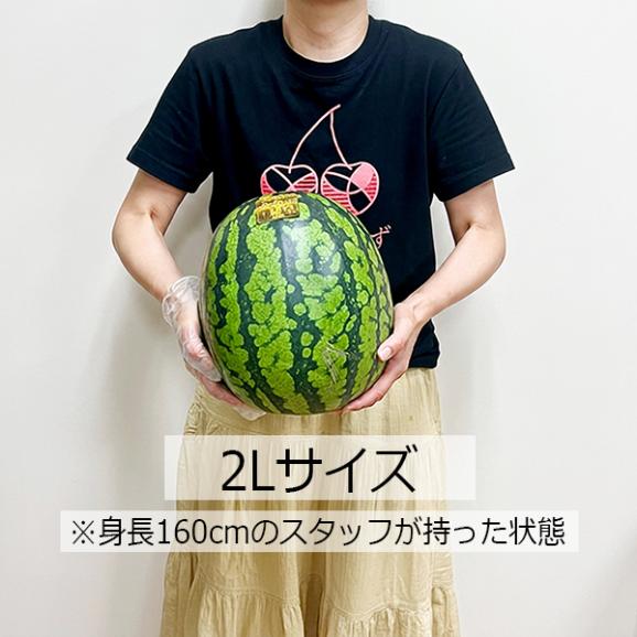 山形県産すいか1玉(2Lサイズ/約7~7.9kg)05
