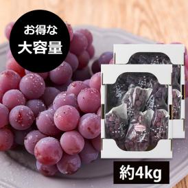 予約受付中：9月上旬頃より発送予定|【大容量でお得！】山道農園のぶどう甘美レッドナイアガラ約4kg(14房前後)