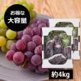 予約受付中:9月上旬頃より発送予定|【大容量でお得!】山道農園のぶどう甘美ナイアガラのセット約4kg(14房前後)