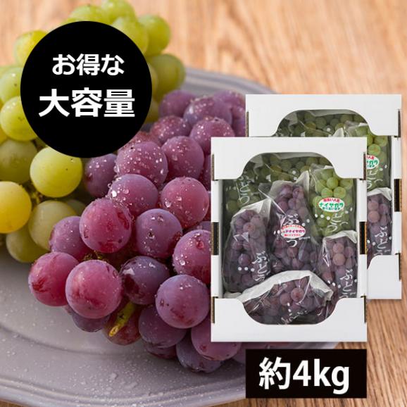 予約受付中:9月上旬頃より発送予定|【大容量でお得!】山道農園のぶどう甘美ナイアガラのセット約4kg(14房前後)01