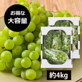 予約受付中：9月上旬頃より発送予定|【大容量でお得！】山道農園のぶどうハニーシードレス約4kg(10房前後)