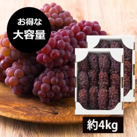 【2026年完売】2027年5月頃～予約開始予定|【大容量でお得！】山道農園のぶどう甘美デラウェア約4kg(24～32房)