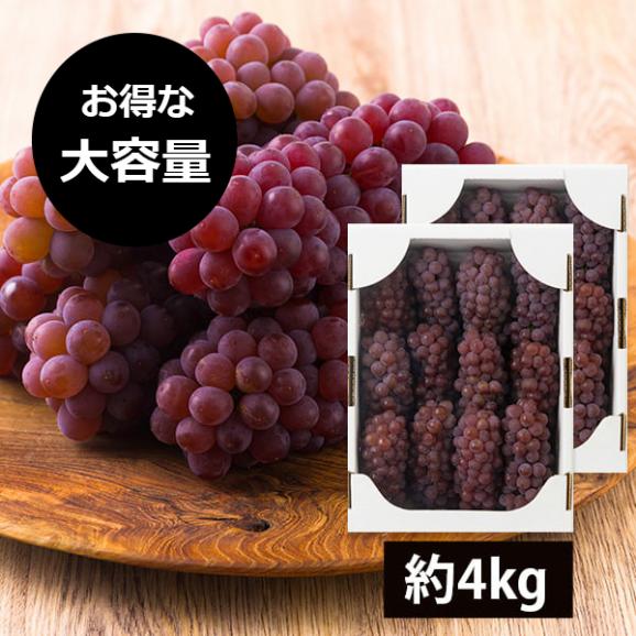 【2026年完売】2027年5月頃~予約開始予定|【大容量でお得!】山道農園のぶどう甘美デラウェア約4kg(24~32房)01