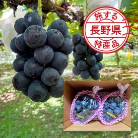 【旅する特産品】信州須坂イシカワグレープ／ナガノパープル2房