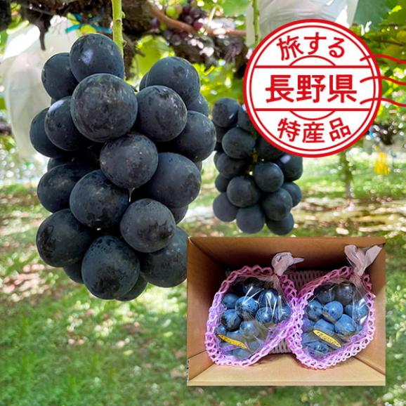 【旅する特産品】信州須坂イシカワグレープ/ナガノパープル2房01
