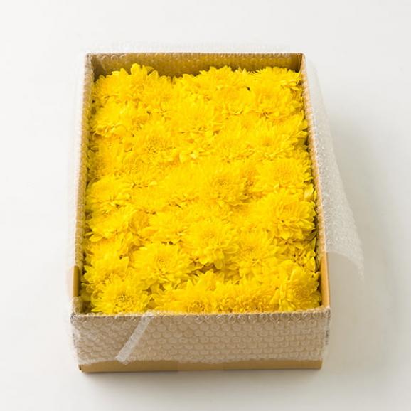 今が旬！発送期間中|山形県産食用菊ことぶき約700g／KappyFarm05