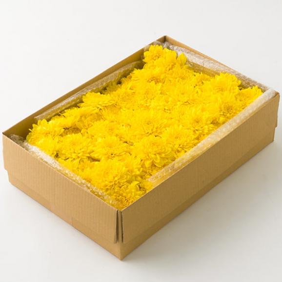 今が旬！発送期間中|山形県産食用菊ことぶき約700g／KappyFarm06