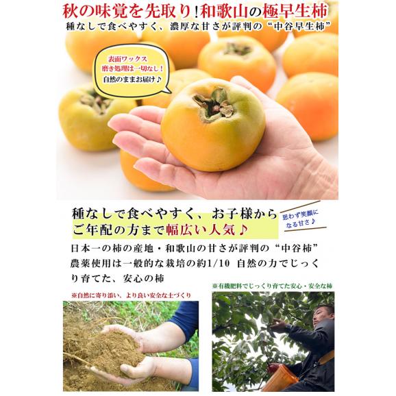 柿 和歌山県産 ほぼ無農薬 種なし柿 中谷柿（中谷早生柿） 渋抜き済み 約1kg（7〜8玉 M〜2L混在） 産地直送 フルーツ 02