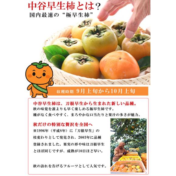 柿 和歌山県産 ほぼ無農薬 種なし柿 中谷柿（中谷早生柿） 渋抜き済み 約1kg（7〜8玉 M〜2L混在） 産地直送 フルーツ 04