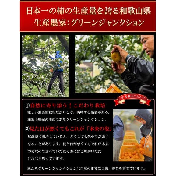 柿 和歌山県産 ほぼ無農薬 種なし柿 中谷柿（中谷早生柿） 渋抜き済み 約1kg（7〜8玉 M〜2L混在） 産地直送 フルーツ 05