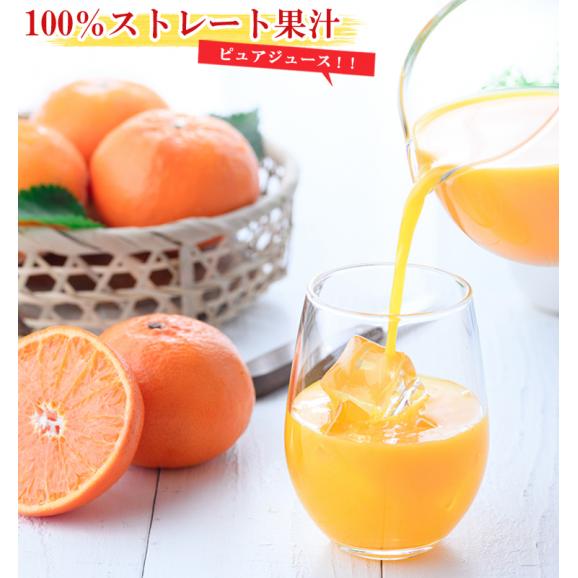 みかんジュース 5種類の柑橘ブレンド 神保（180ml×6本）瓶 ストレート 和歌山県産 果汁100％ みかん ジュース 無添加 減農薬 ブレンド 農家直送 ギフト06