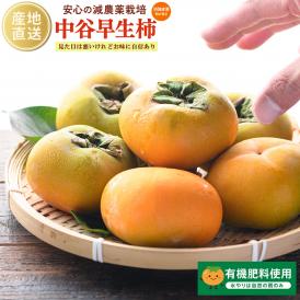 柿 和歌山県産 ほぼ無農薬 種なし柿 中谷柿（中谷早生柿） 渋抜き済み 約5kg（M〜2L混在） 産地直送 フルーツ 