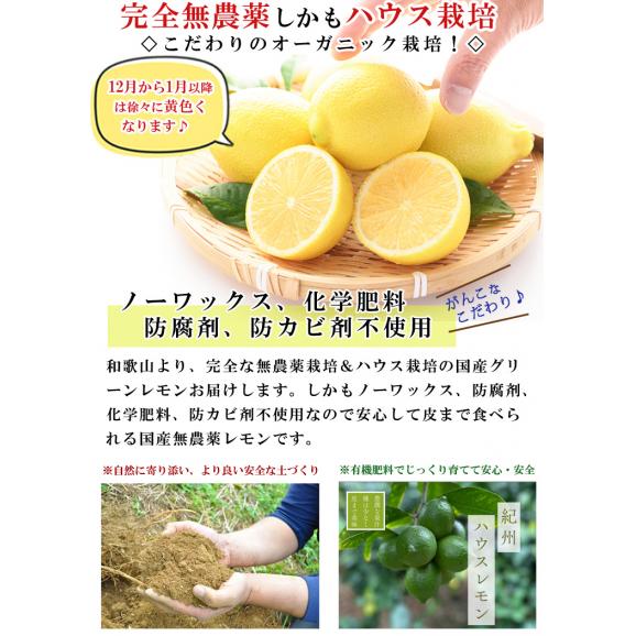 無農薬レモン 和歌山県産 レモン 約1kg ハウス栽培(10個前後 サイズ不選別)有機栽培 オーガニック 国産 れもん 国産レモン 無農薬 産地直送02