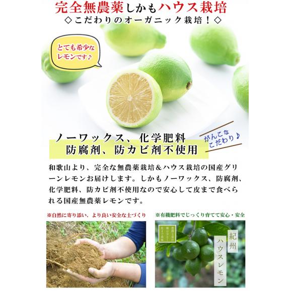 無農薬レモン 和歌山県産 レモン 約1kg グリーンレモン ハウス栽培（10個前後 サイズ不選別）有機栽培 オーガニック 国産 れもん 国産レモン 無農薬 産地直送02