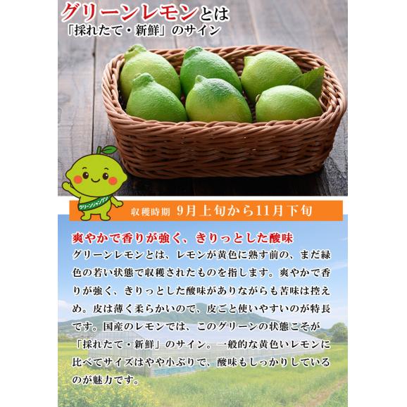 無農薬レモン 和歌山県産 レモン 約1kg グリーンレモン ハウス栽培（10個前後 サイズ不選別）有機栽培 オーガニック 国産 れもん 国産レモン 無農薬 産地直送03