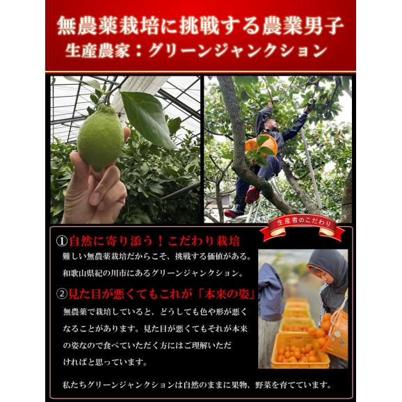 無農薬レモン 和歌山県産 レモン 約1kg グリーンレモン ハウス栽培（10個前後 サイズ不選別）有機栽培 オーガニック 国産 れもん 国産レモン 無農薬 産地直送04