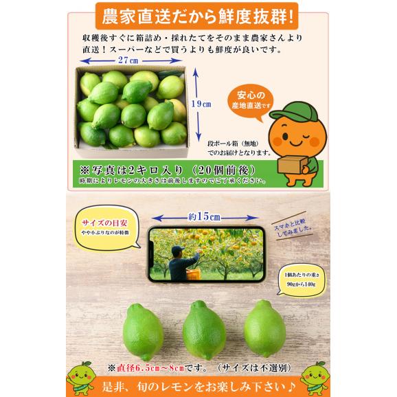 無農薬レモン 和歌山県産 レモン 約1kg グリーンレモン ハウス栽培（10個前後 サイズ不選別）有機栽培 オーガニック 国産 れもん 国産レモン 無農薬 産地直送06