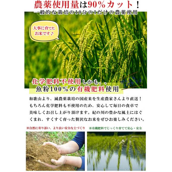 米 和歌山県産 新米 きぬむすめ 1kg（減農薬 農薬9割減 化学肥料 除草剤不使用）有機肥料使用（令和7年産 白米） お米 こめ コメ 精米 精白米 ギフト02