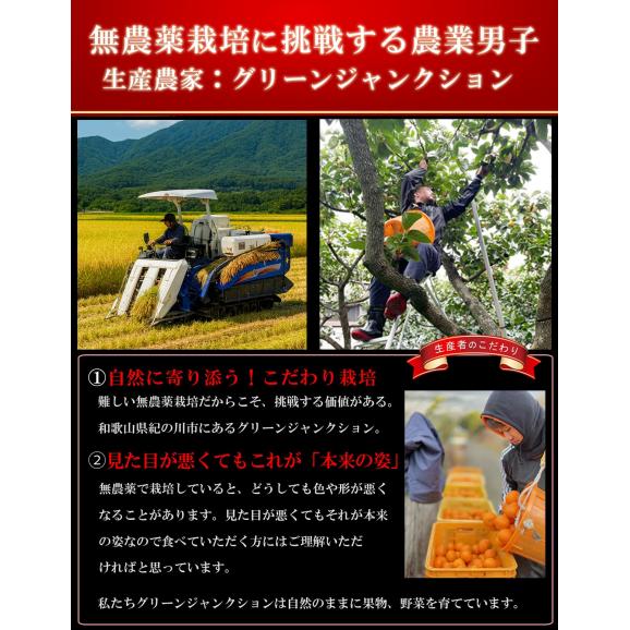 米 和歌山県産 新米 きぬむすめ 1kg（減農薬 農薬9割減 化学肥料 除草剤不使用）有機肥料使用（令和7年産 白米） お米 こめ コメ 精米 精白米 ギフト05