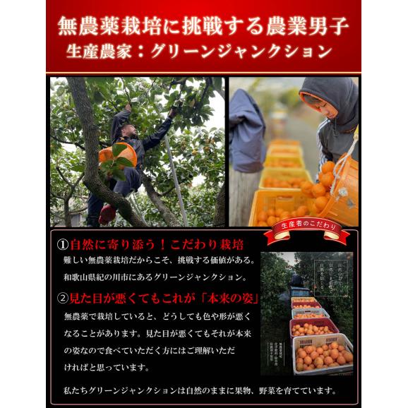 みかん 無農薬 和歌山県産 ( 有機 みかん サイズ不選別)2kg 紀州みかん 有機肥料栽培 和歌山 ミカン ノーワックス 柑橘 果物 フルーツ 産地直送 ギフト04