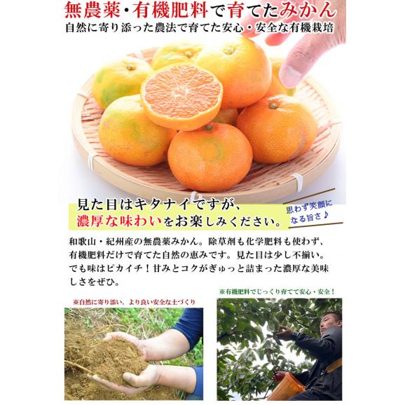 みかん 無農薬 和歌山県産 （ 有機 みかん サイズ不選別）5kg 紀州みかん 有機肥料栽培 和歌山 ミカン ノーワックス 柑橘 果物 フルーツ 産地直送 ギフト02