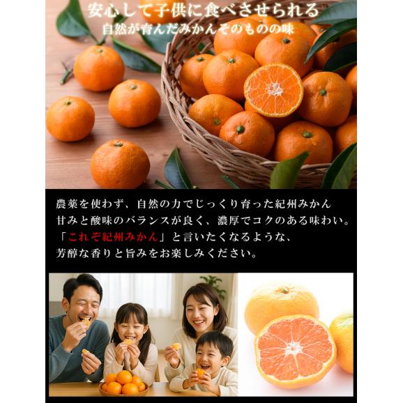 みかん 無農薬 和歌山県産 （ 有機 みかん サイズ不選別）5kg 紀州みかん 有機肥料栽培 和歌山 ミカン ノーワックス 柑橘 果物 フルーツ 産地直送 ギフト05