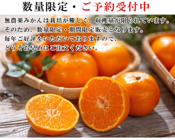 みかん11/4〜16出荷不可 様 ご購入予定品 規格外品】 みかん ご家庭用 約6kg サイズ不選別 蜜柑 ミカン フルーツ