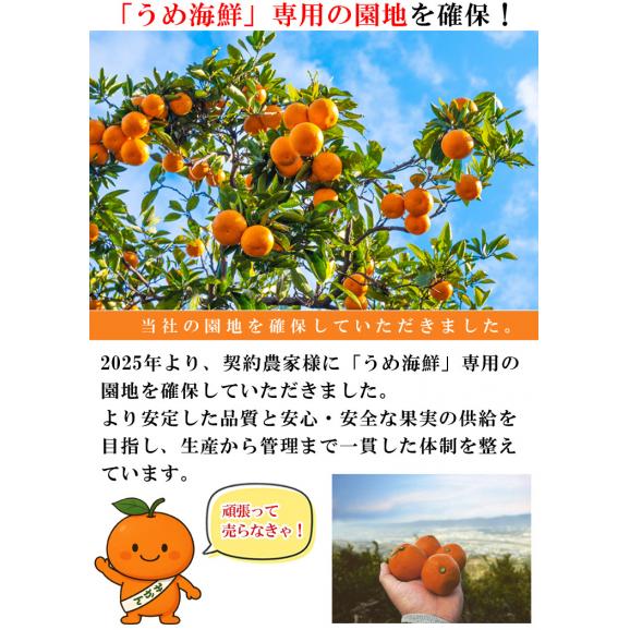 みかん 無農薬 和歌山県産 ( 有機 みかん サイズ不選別)10kg 紀州みかん 有機肥料栽培 和歌山 ミカン ノーワックス 柑橘 果物 フルーツ 産地直送 ギフト03