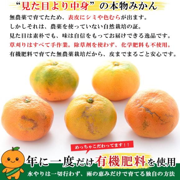 みかん 無農薬 和歌山県産 ( 有機 みかん サイズ不選別)10kg 紀州みかん 有機肥料栽培 和歌山 ミカン ノーワックス 柑橘 果物 フルーツ 産地直送 ギフト06