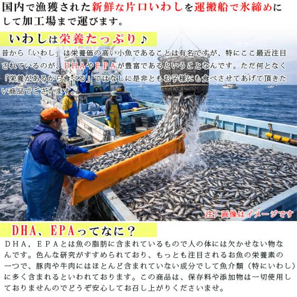 国産 焼きいわし 55g 無添加 無塩（食塩不使用）干物 かたくちいわし 低温乾燥後 香ばしく焼き上げました 小魚 珍味 おつまみ おやつ04